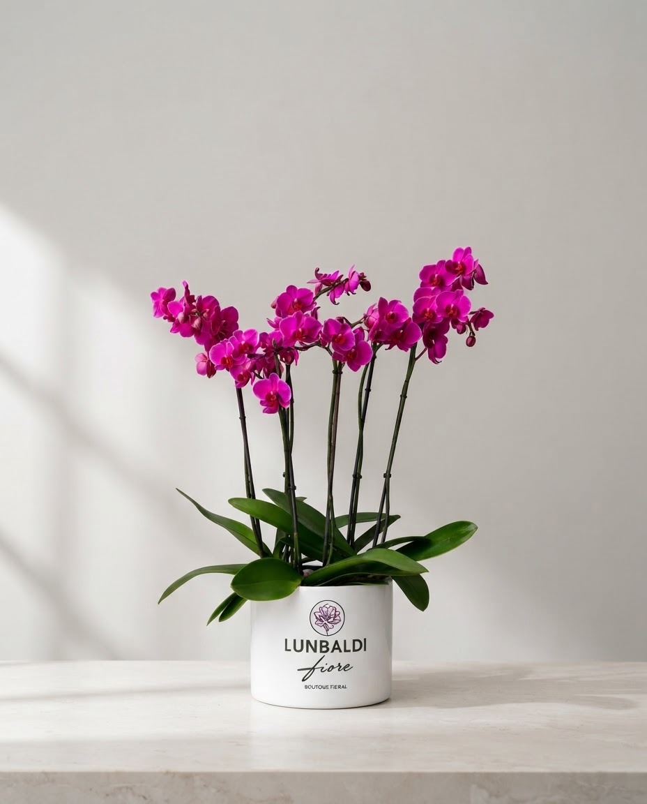 Orquídea — Phalaenopsis